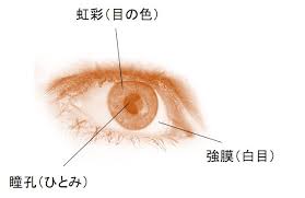 目と光の関係
